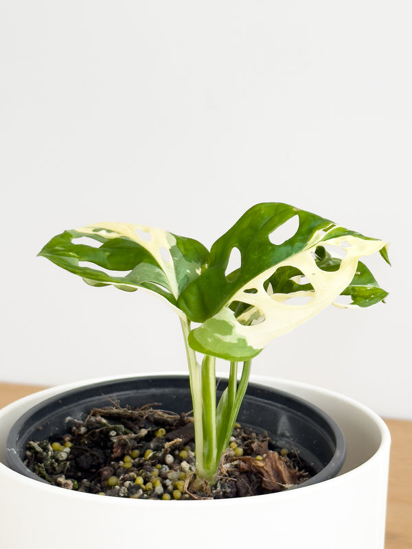 Variegated Monkey Mask (1)