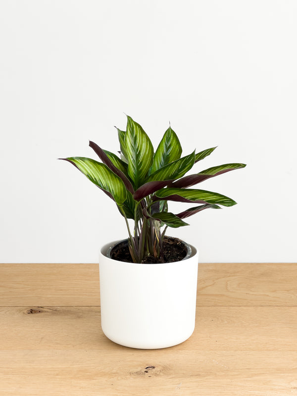 Calathea Beauty Star