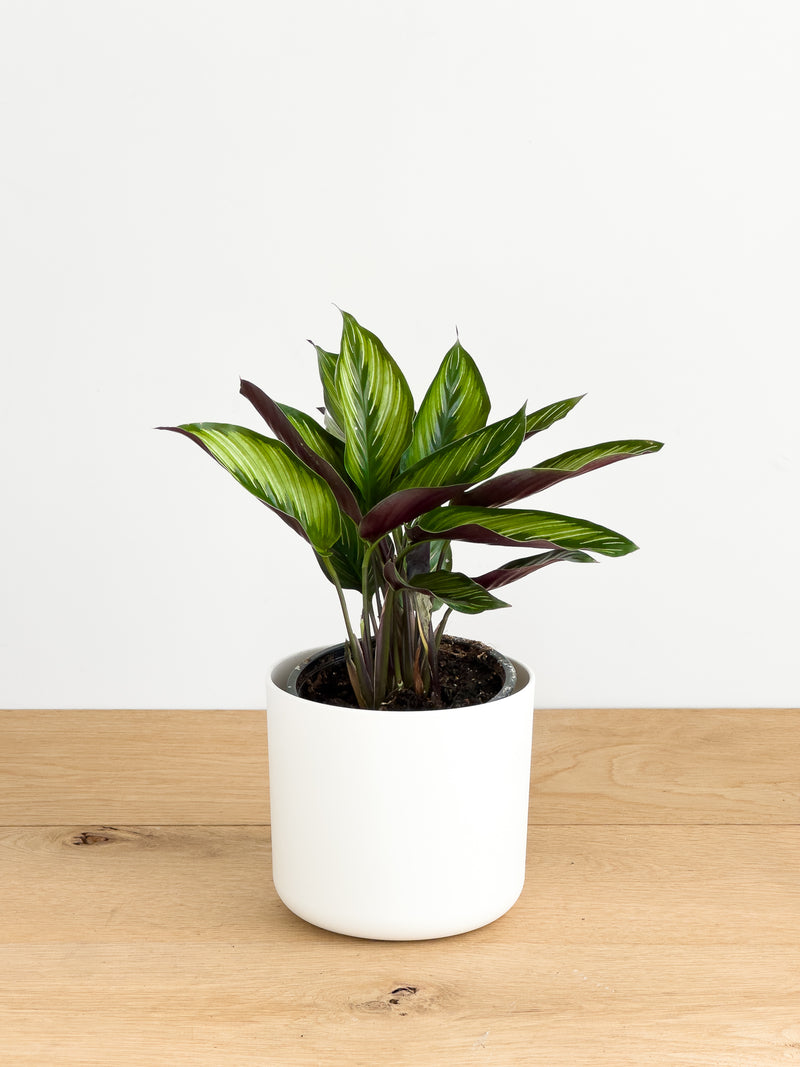 Calathea Beauty Star