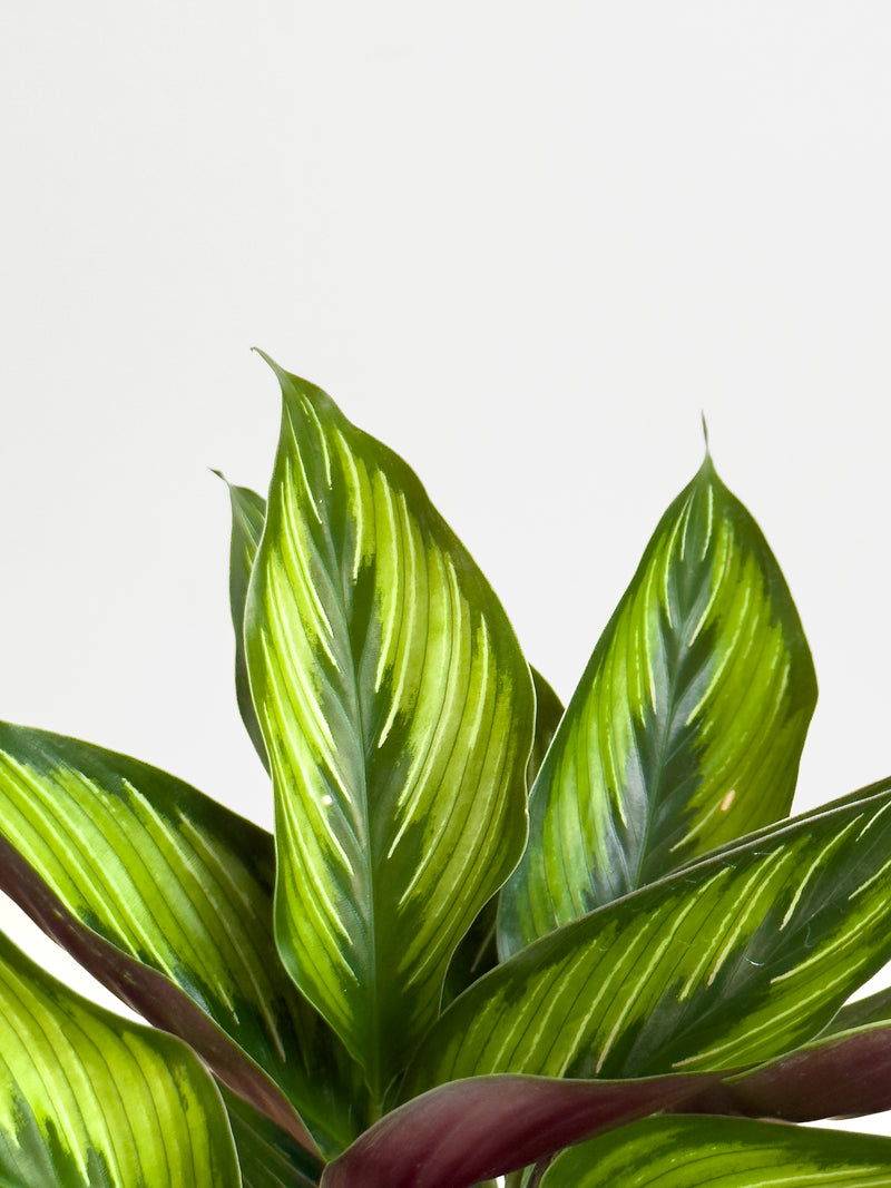 Calathea Beauty Star