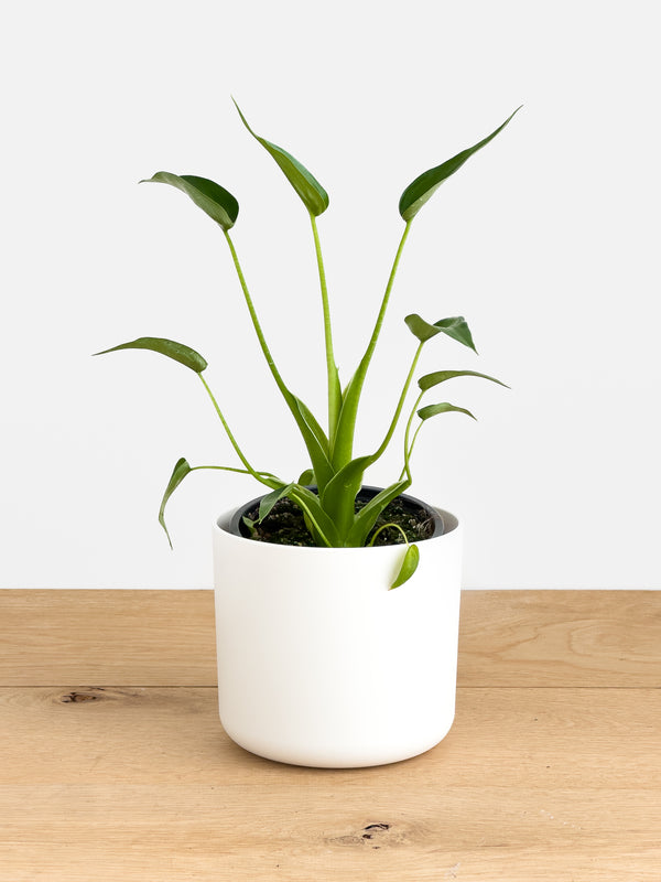 Alocasia Tiny Dancer