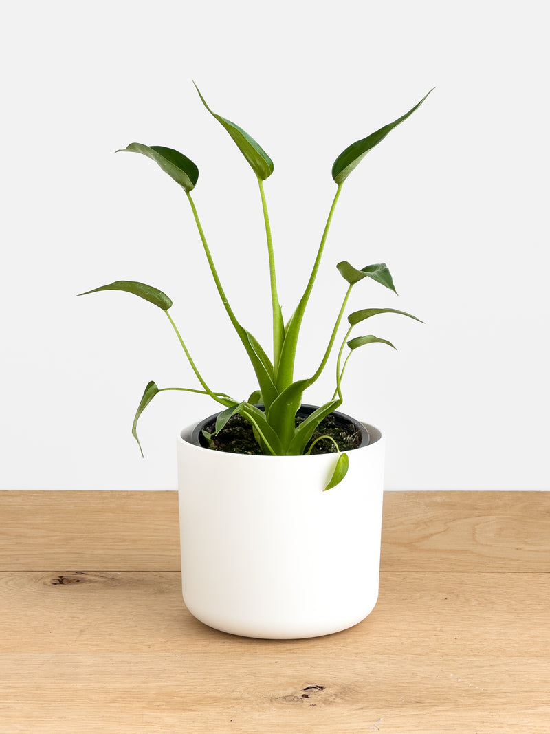 Alocasia Tiny Dancer