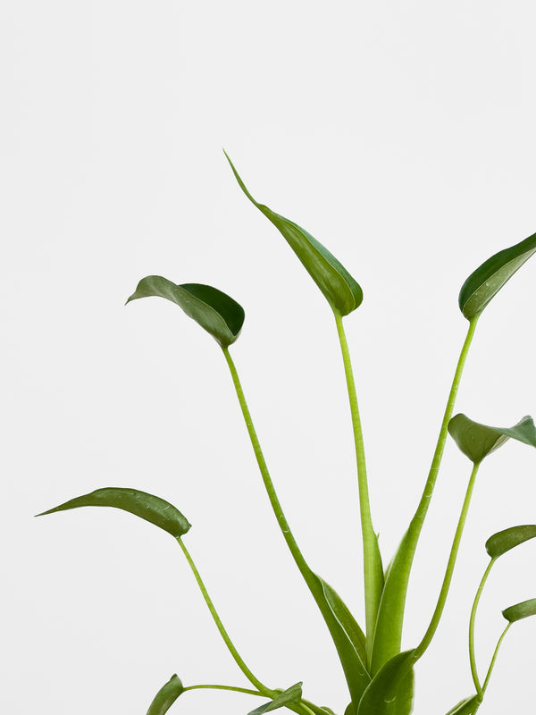 Alocasia Tiny Dancer