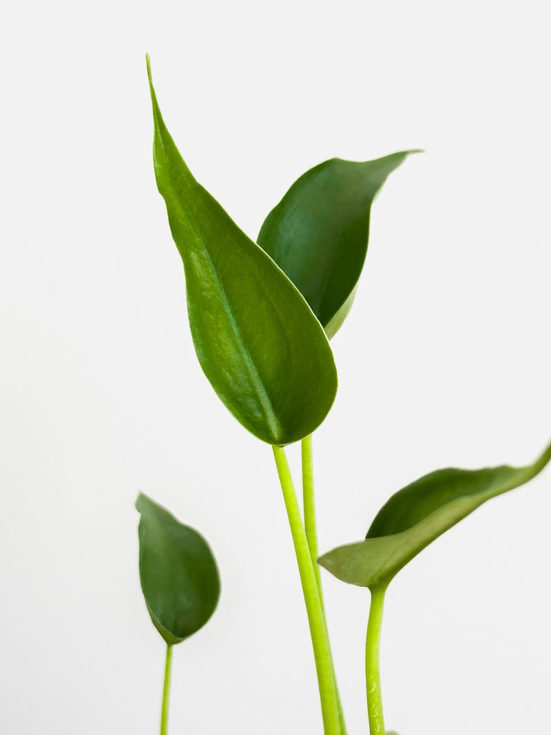 Alocasia Tiny Dancer