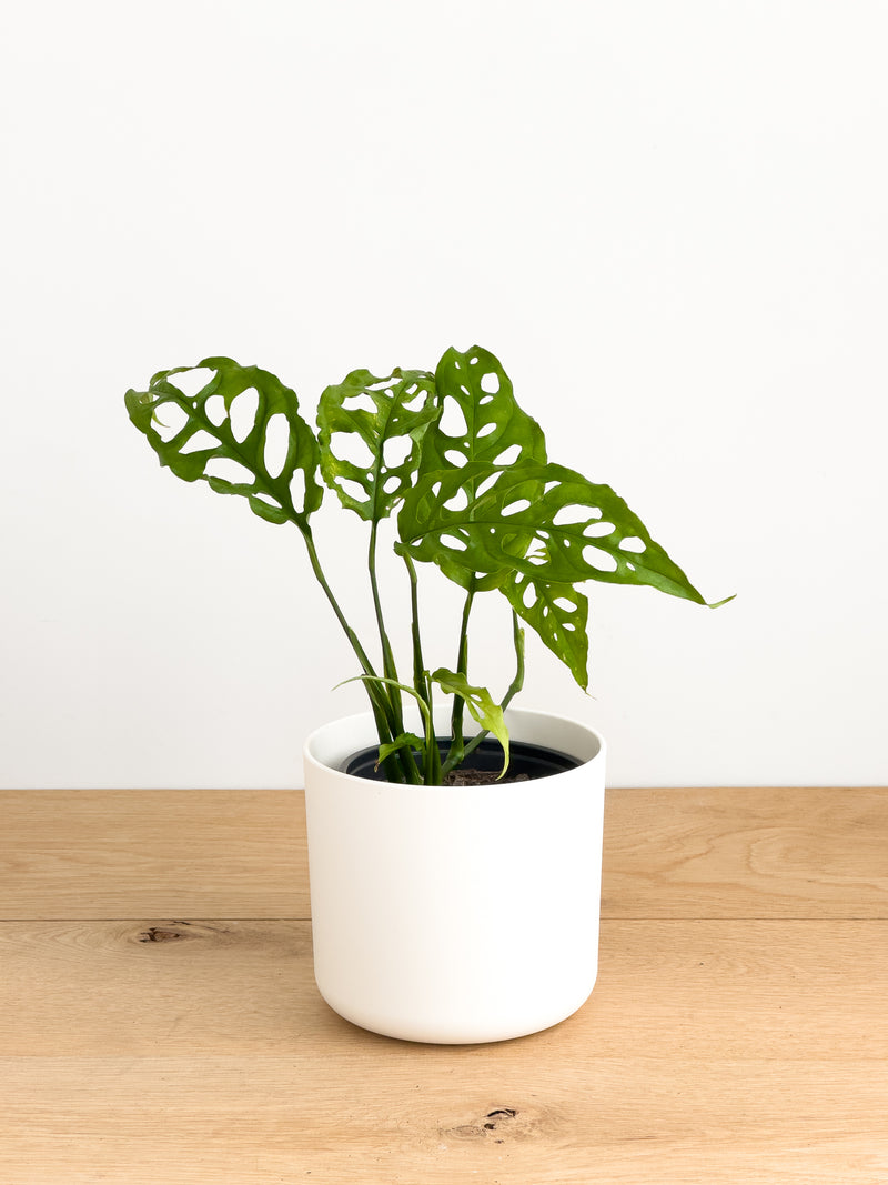 Monstera obliqua ‘Peru’