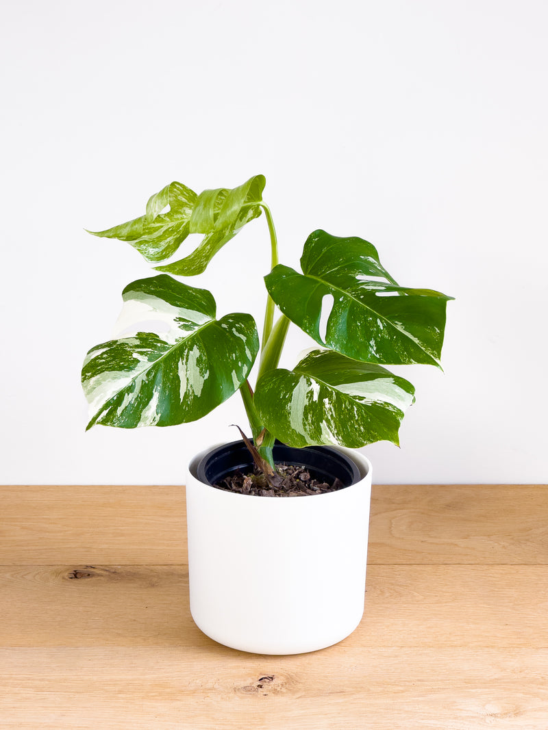 Monstera Albo (2)