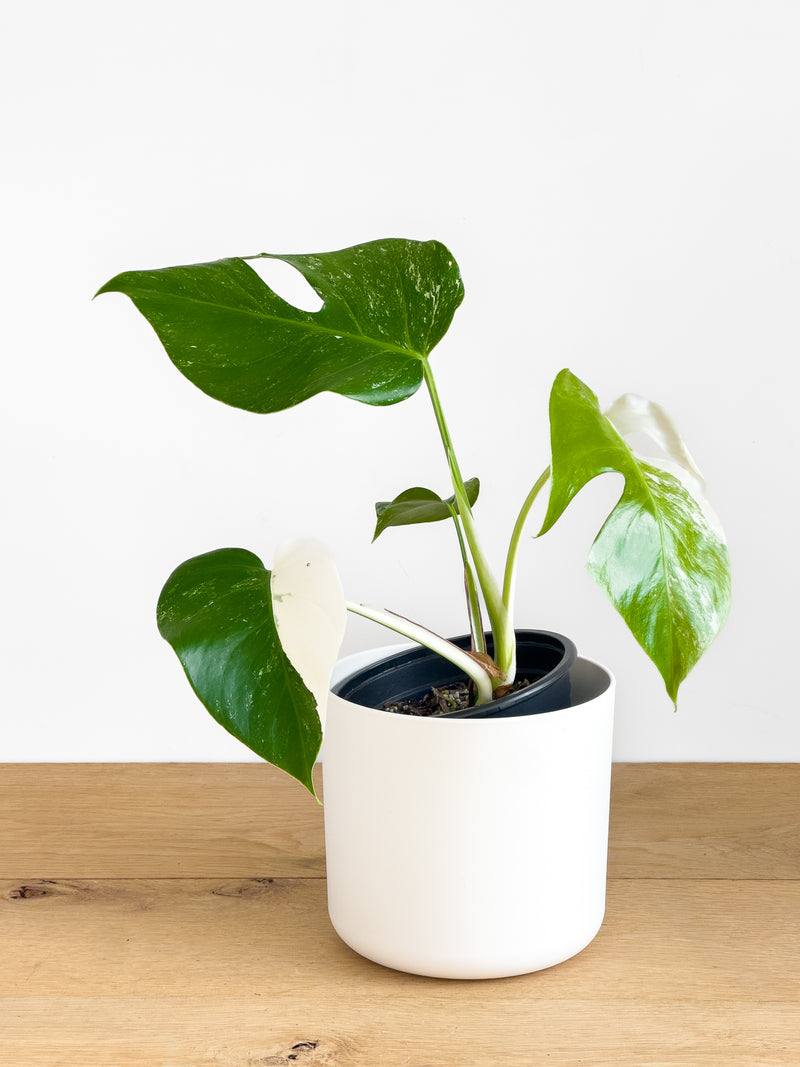 Monstera Albo (1)