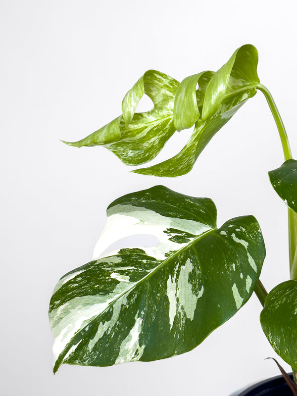 Monstera Albo (2)