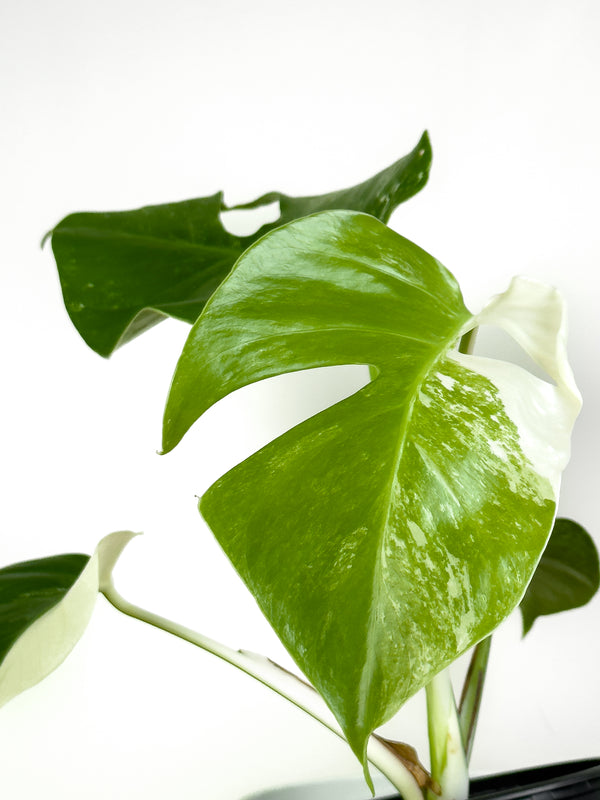Monstera Albo (1)