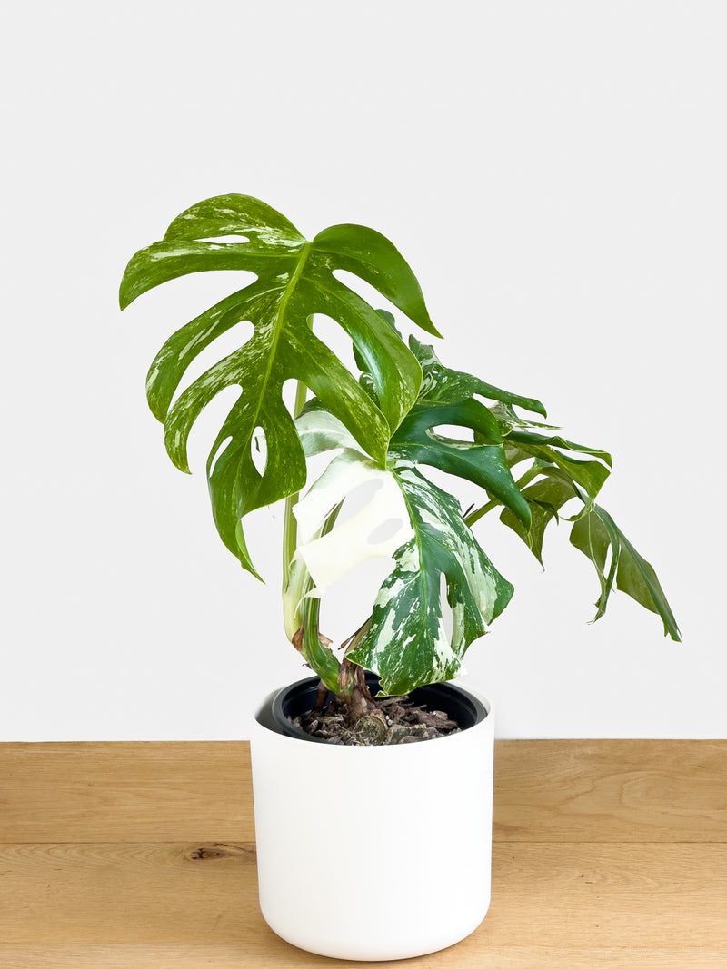Monstera Albo (3)