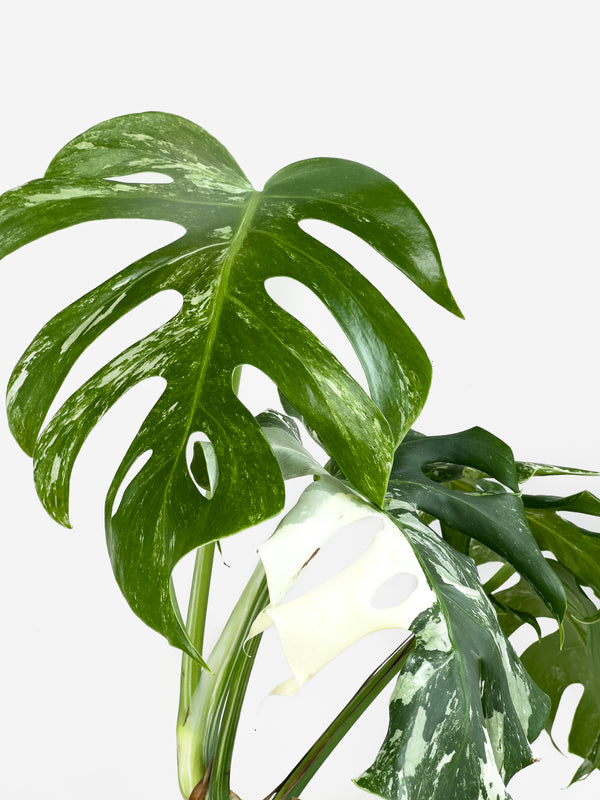 Monstera Albo (3)