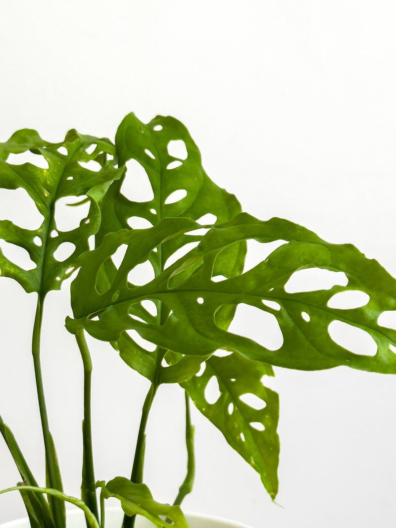 Monstera obliqua ‘Peru’