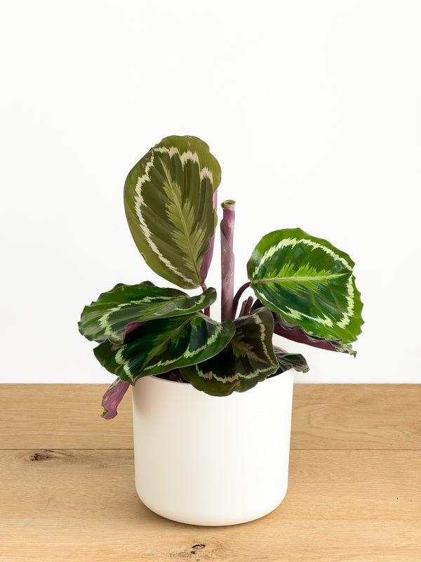 Calathea Medallion