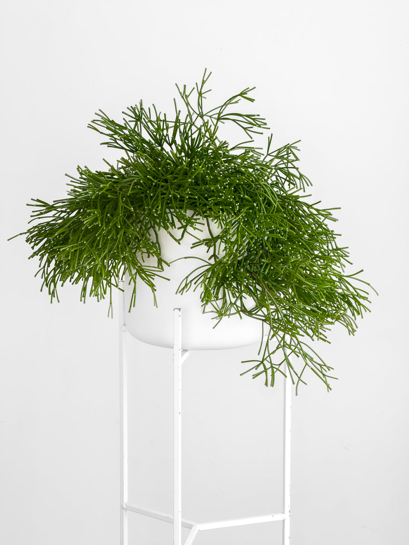 Rhipsalis capilliformis