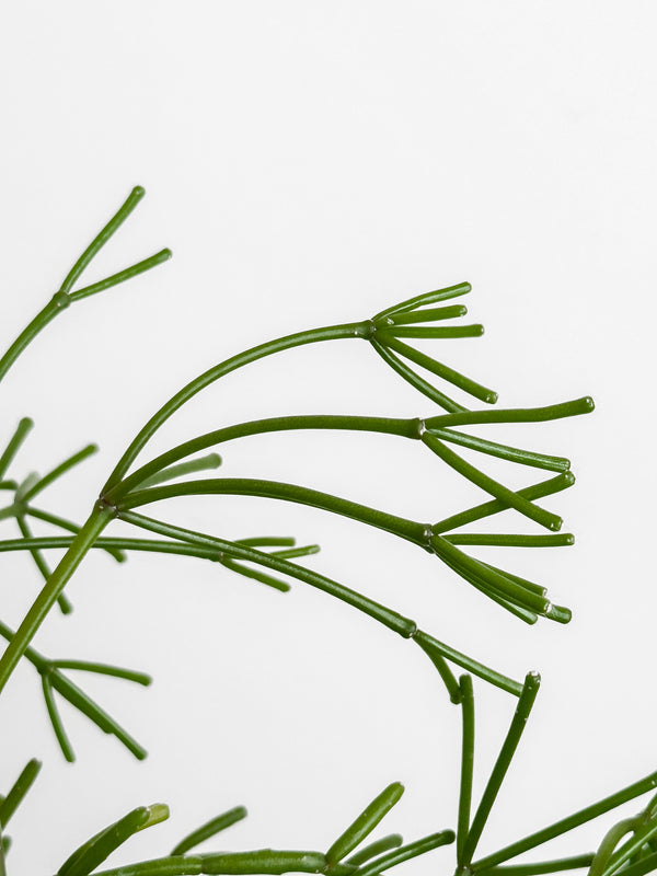 Rhipsalis capilliformis