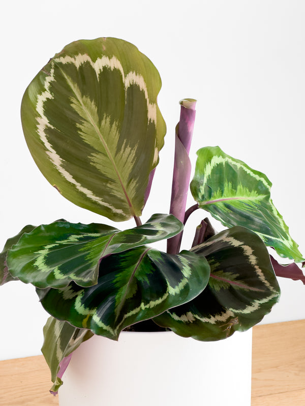 Calathea Medallion
