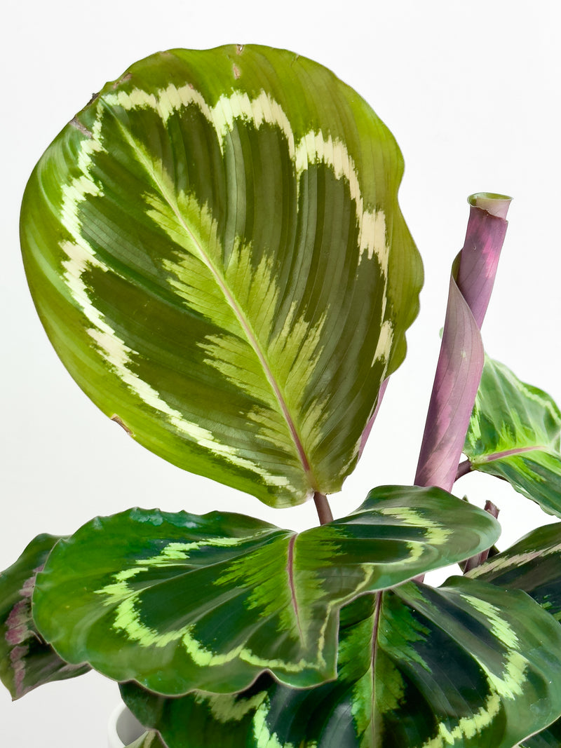 Calathea Medallion