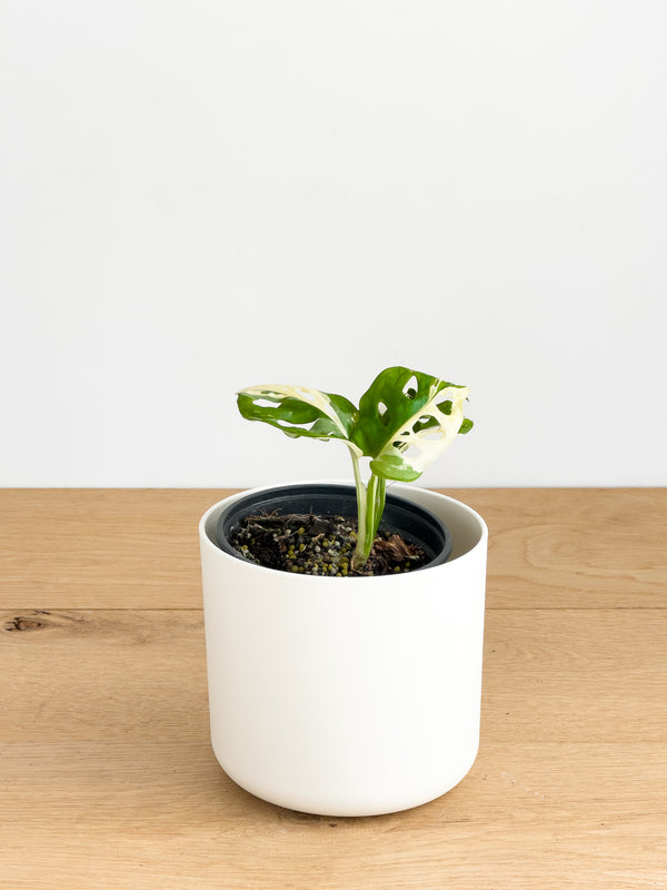 Variegated Monkey Mask (1)