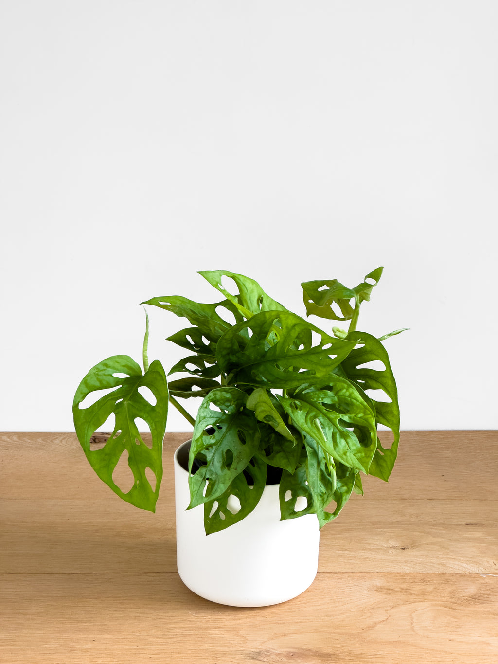 monstera adansonii nz Monstera