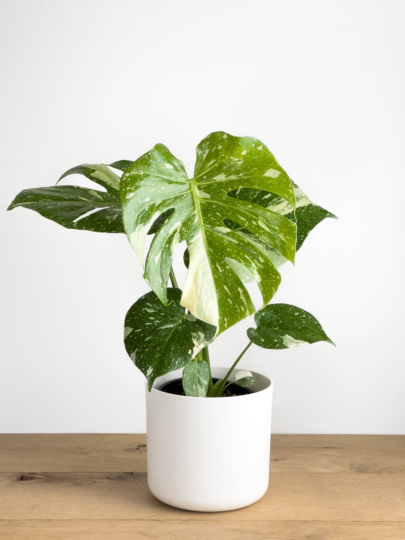 monstera deliciosa buy nz Monstera