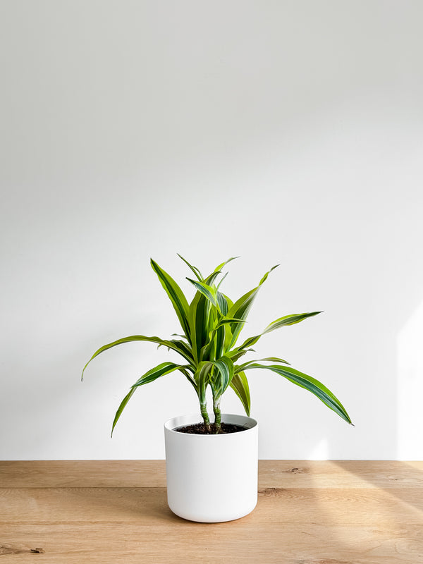 Dracaena Green stripe cane