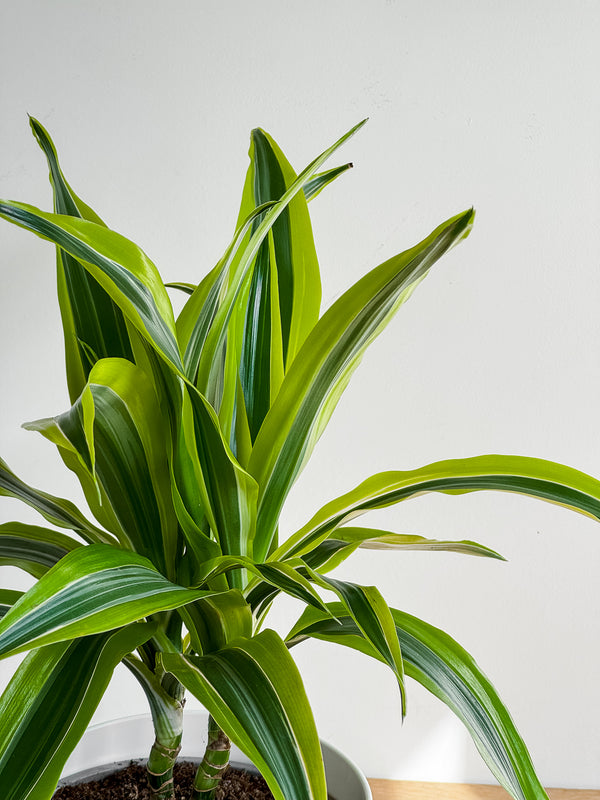 Dracaena Green stripe cane