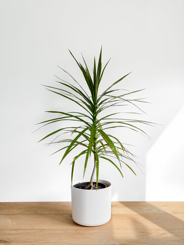 Dracaena Marginata