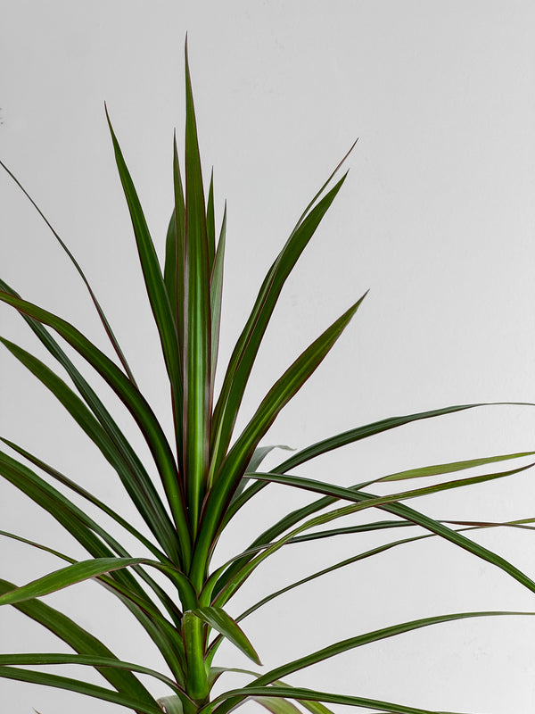 Dracaena Marginata