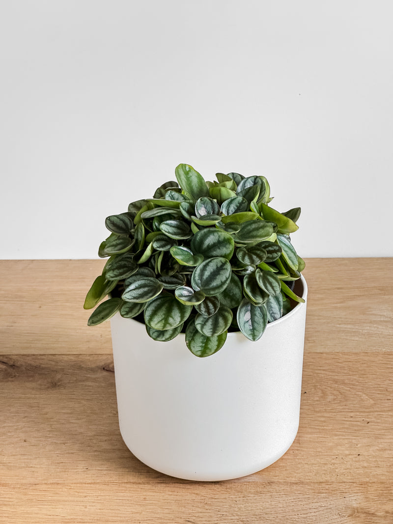 Peperomia Royal Princess