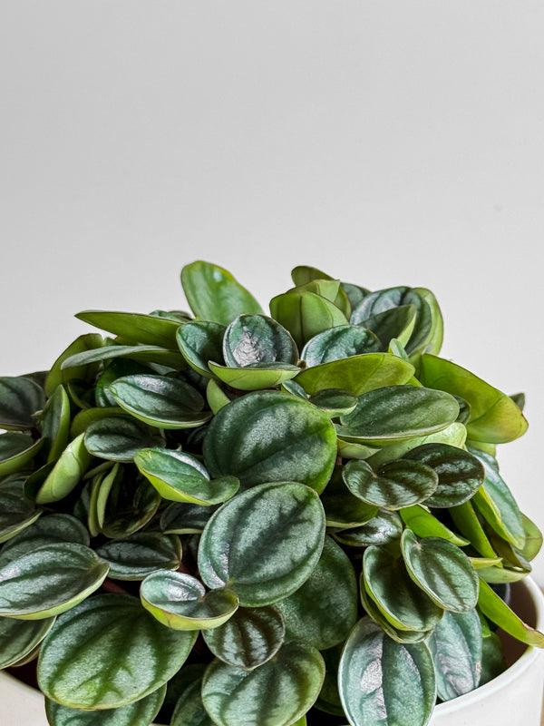 Peperomia Royal Princess