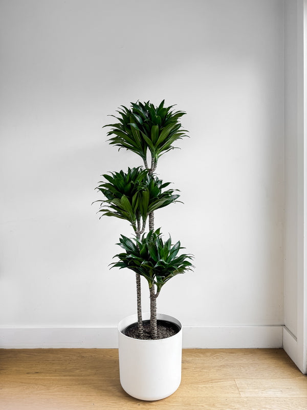 Dracaena Janet Craig Compacta