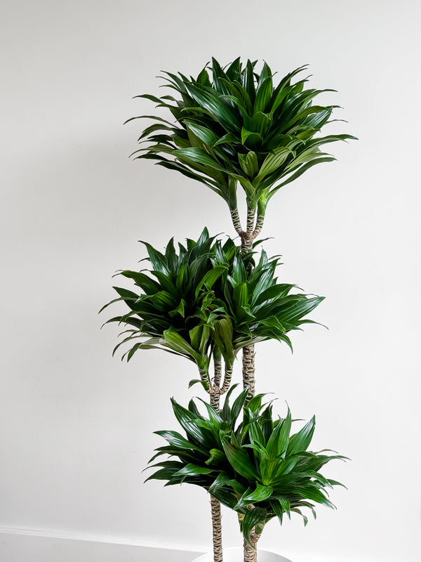 Dracaena Janet Craig Compacta