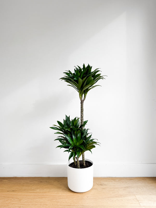 Dracaena Janet Craig Compacta