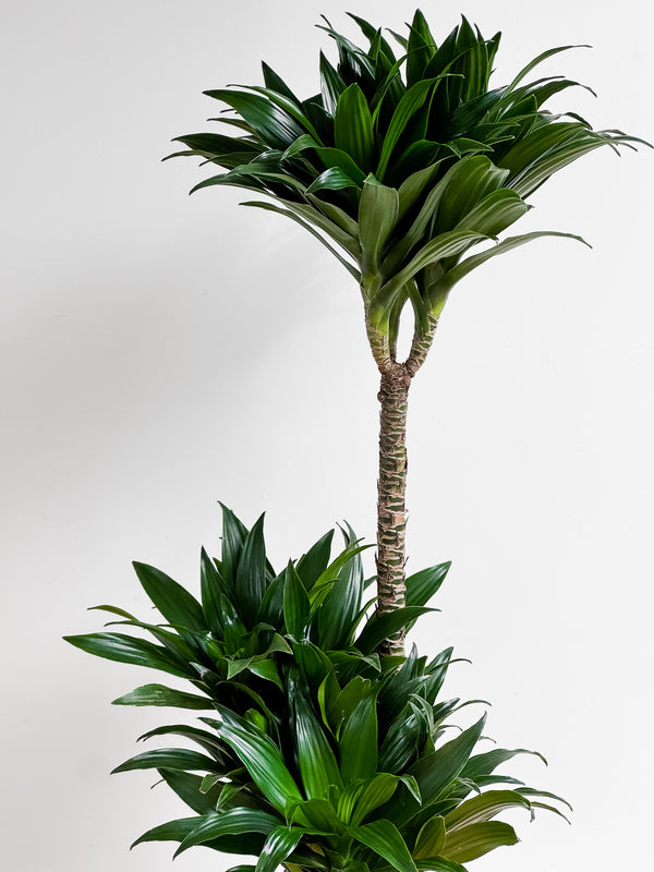 Dracaena Janet Craig Compacta