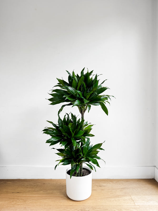 Dracaena Green Jewel