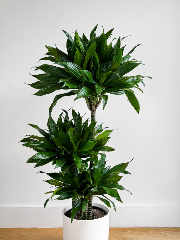 Dracaena Green Jewel