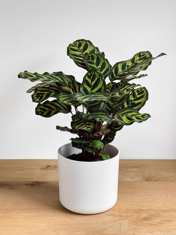 Calathea Makoyana