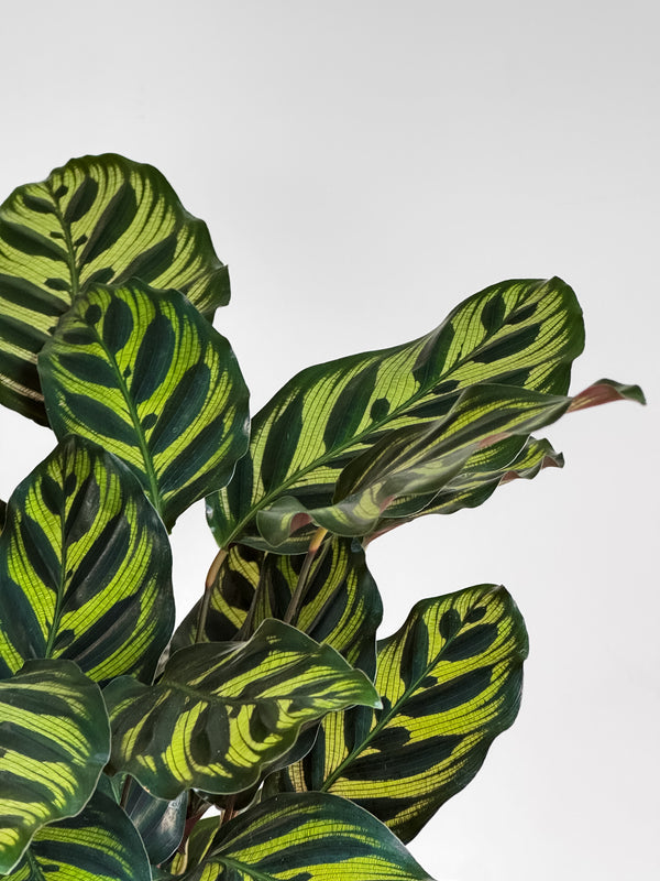 Calathea Makoyana