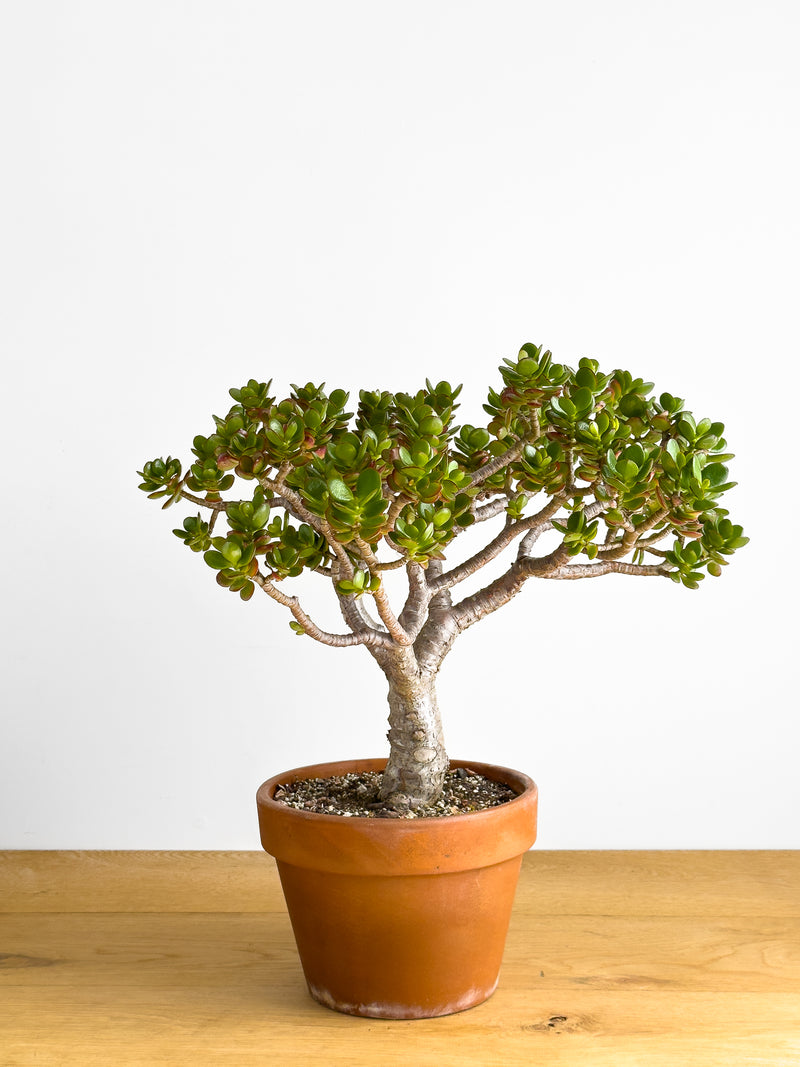 Crassula ovata - Bonsai
