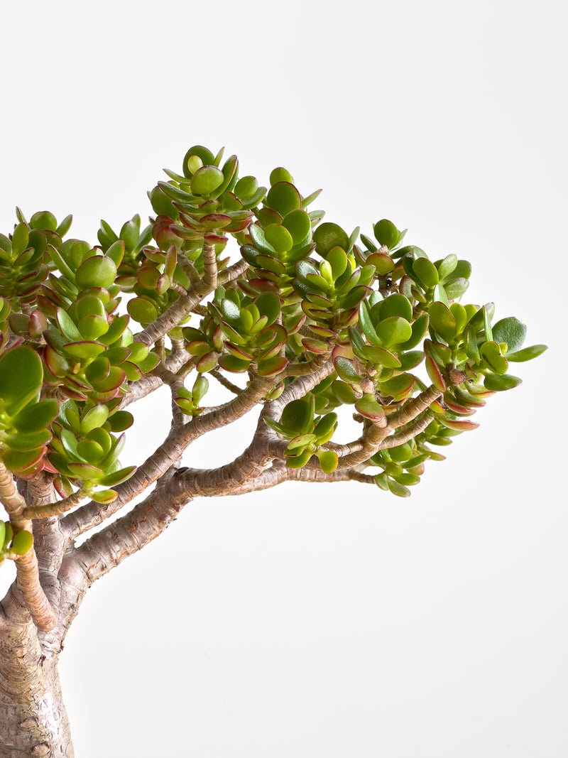 Crassula ovata - Bonsai