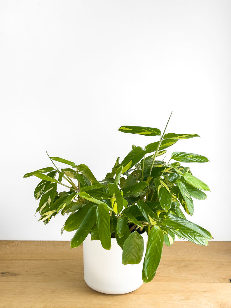 Ctenanthe Golden Mosaic