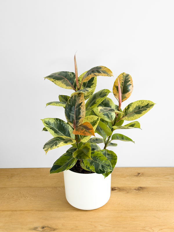 Ficus Shivereana