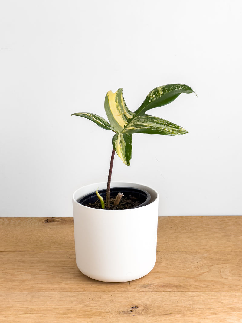 Philodendron Florida Beauty