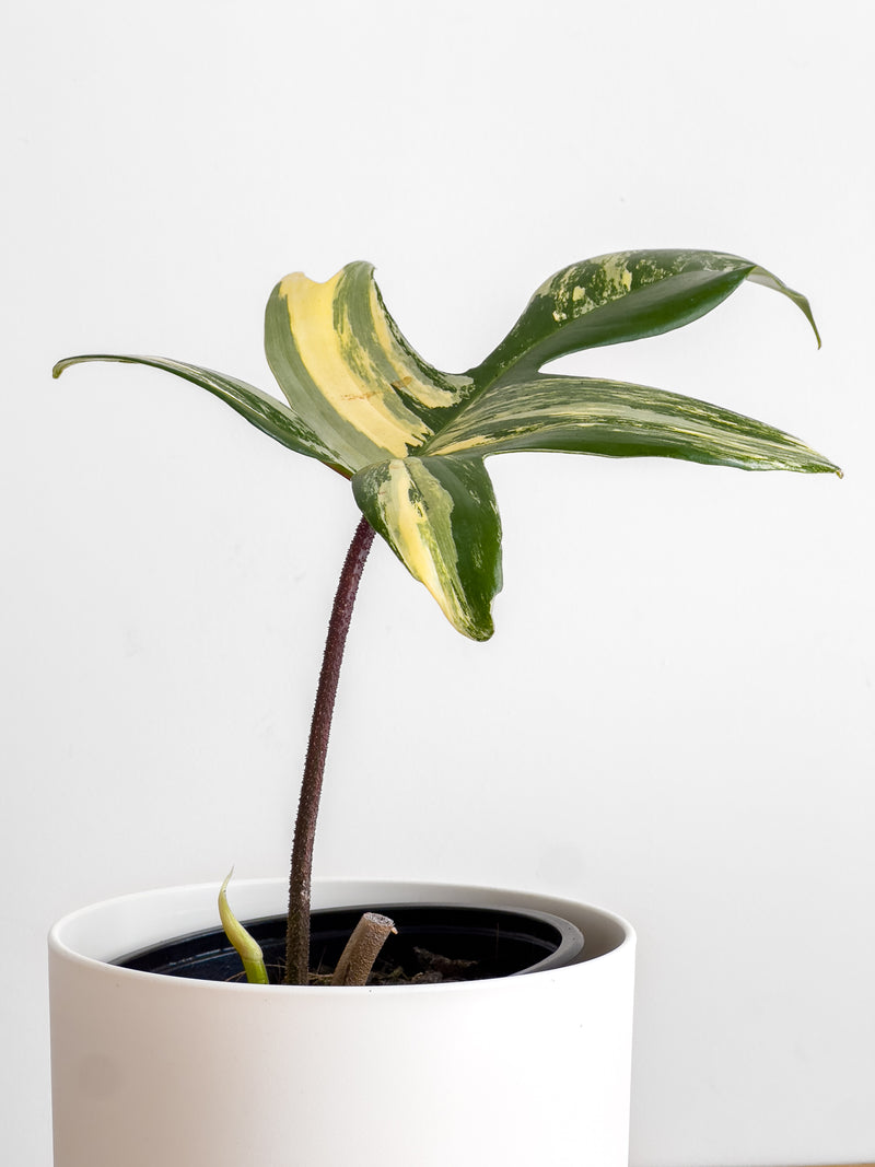 Philodendron Florida Beauty