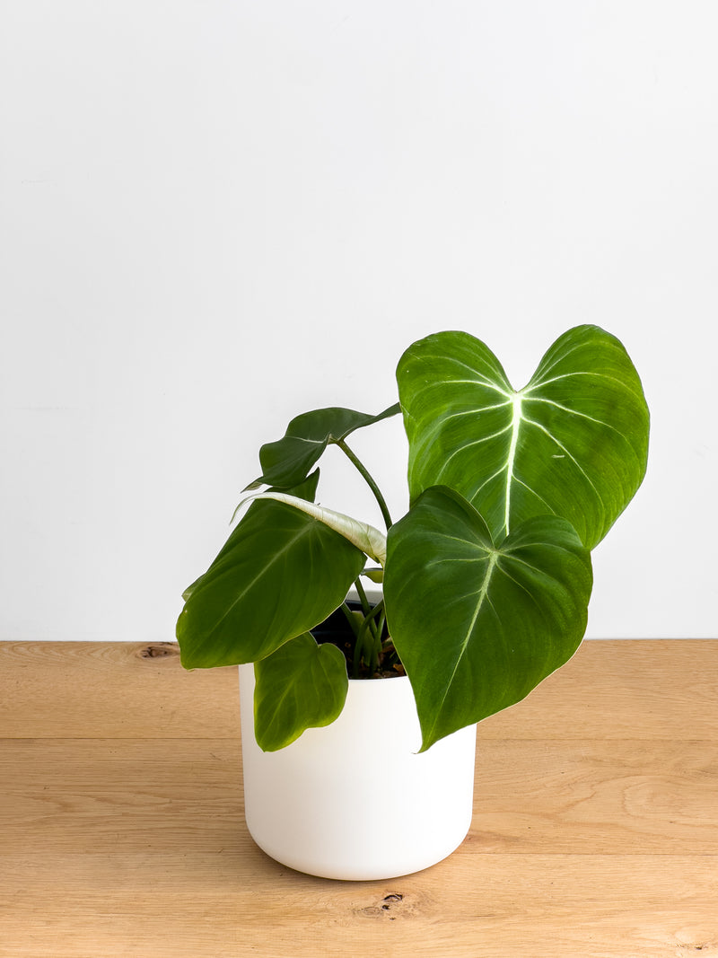 Philodendron Gloriosum