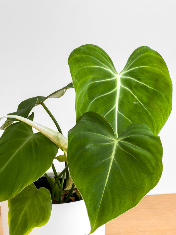 Philodendron Gloriosum