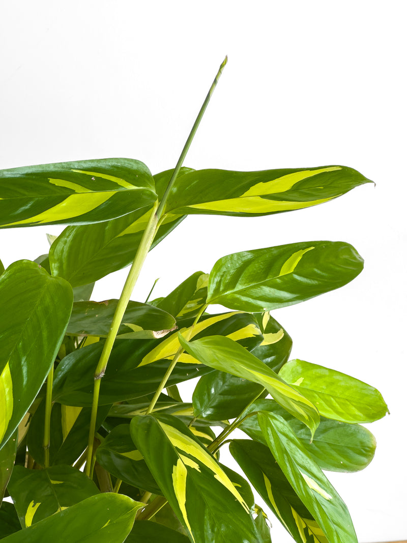 Ctenanthe Golden Mosaic