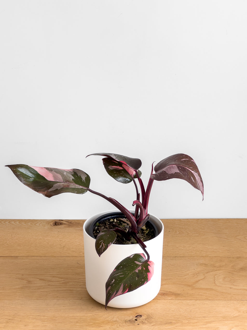 buy pink princess philodendron nz Philodendron Pink Princess – Johnny Jungle