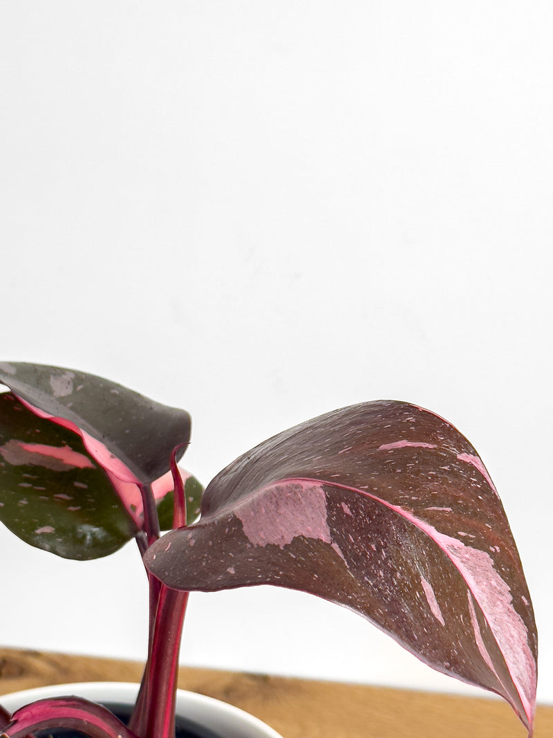 Philodendron Pink Princess