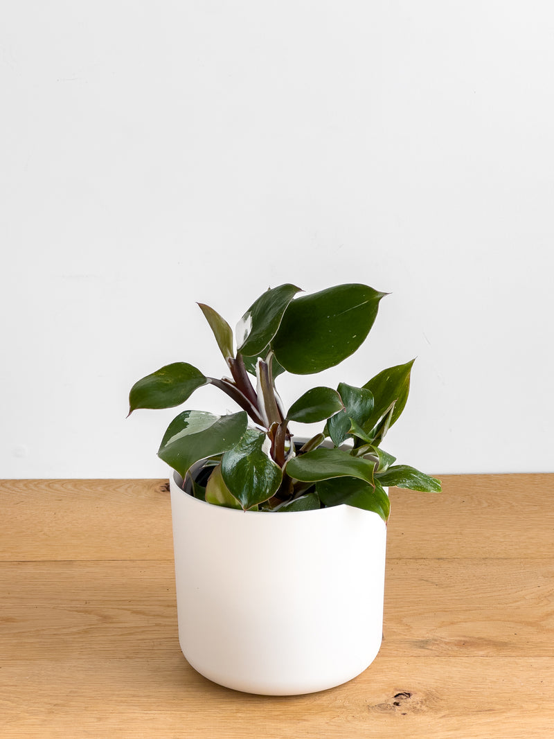 Philodendron White Knight